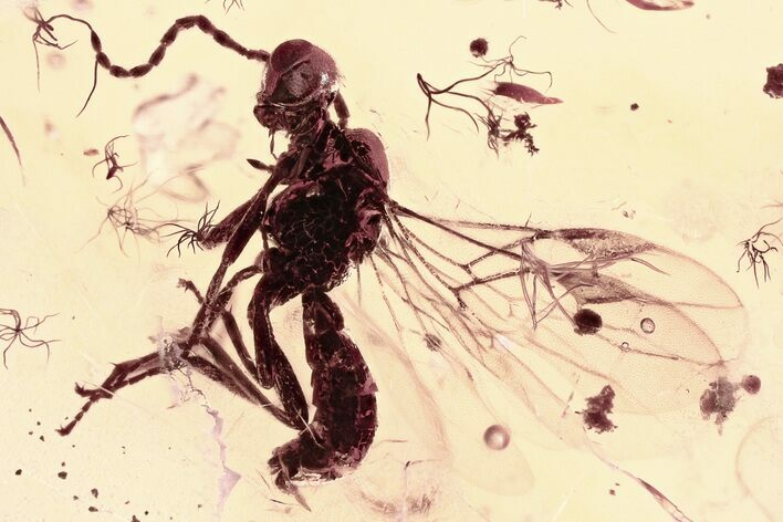 Detailed Fossil Parasitoid Wasp (Braconidae) in Baltic Amber #352721